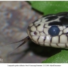 lampropeltis getulus california1